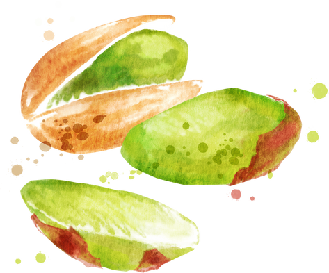 Watercolor Hand Drawn Illustration of Pistachios Nuts